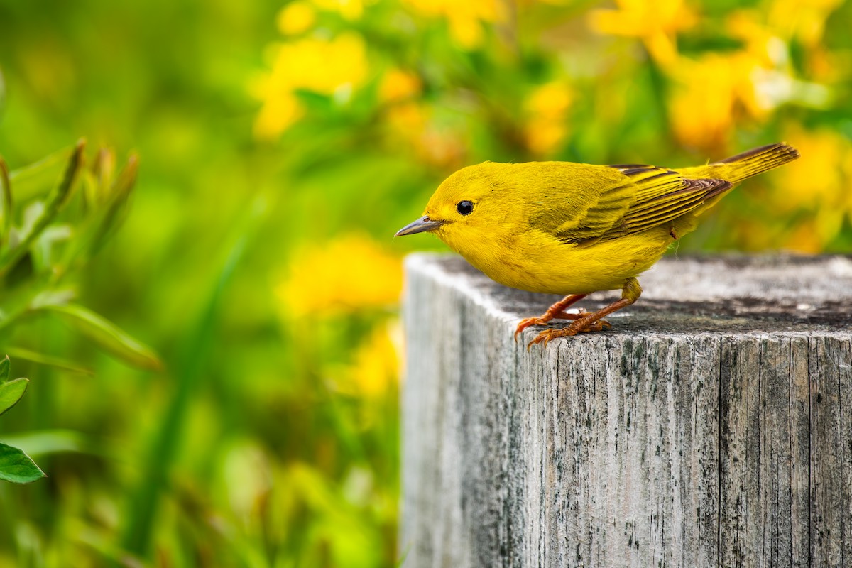 Yellow Warbler - ML614944402