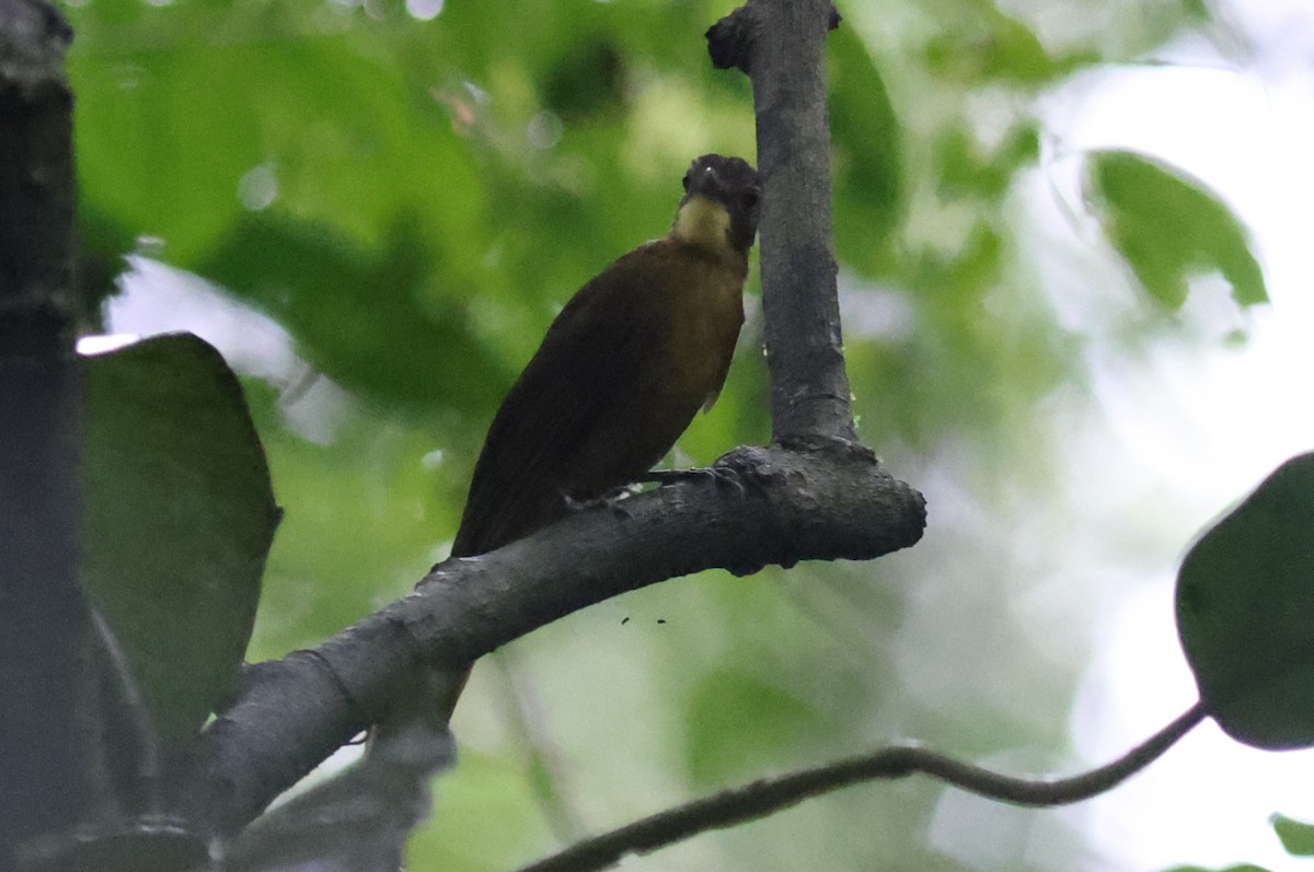 Bulbul à barbe jaune - ML614944434