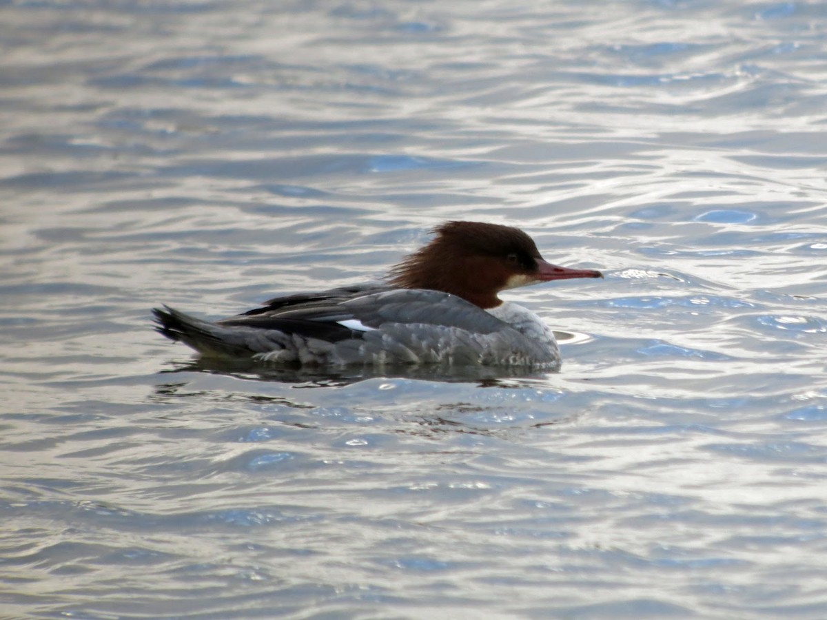 Common Merganser - David Campbell