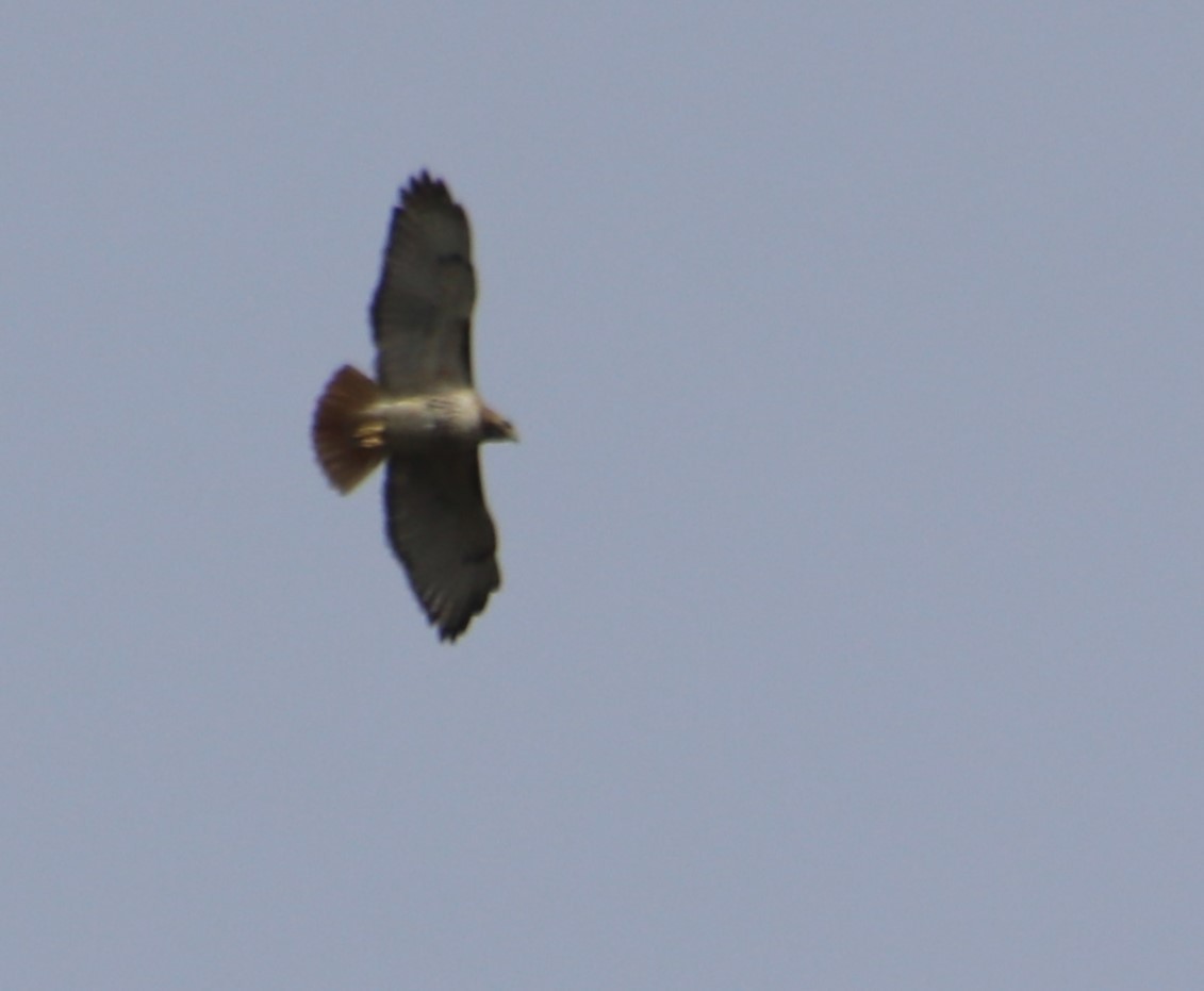 Red-tailed Hawk - Betty Thomas