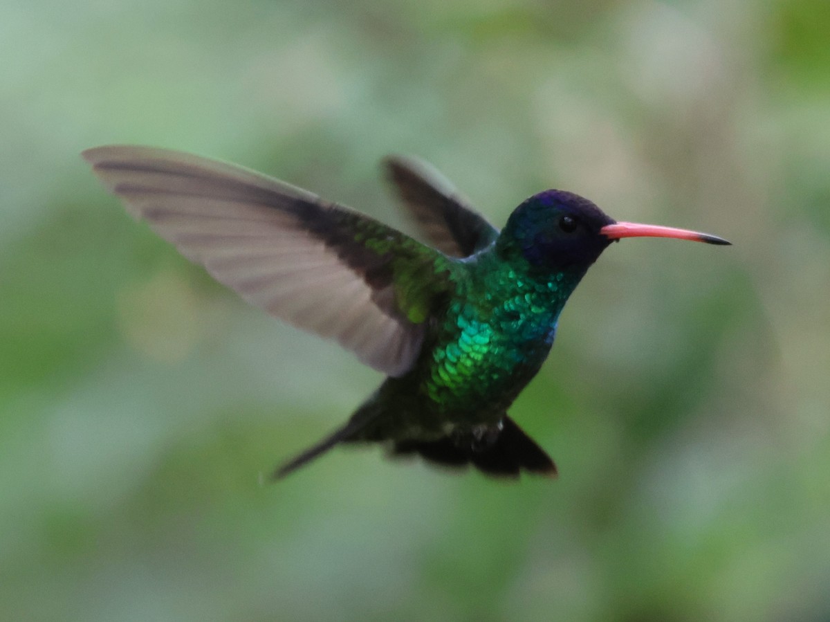 Blue-headed Sapphire - Kevin Murphy