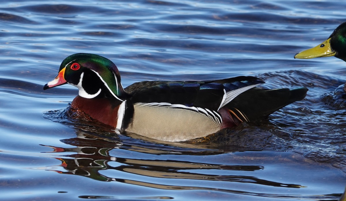 Wood Duck - ML614944608