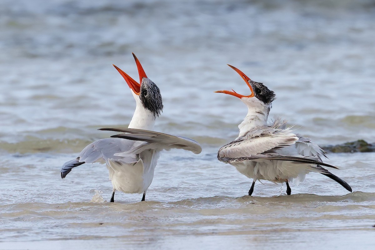 Caspian Tern - ML614944642