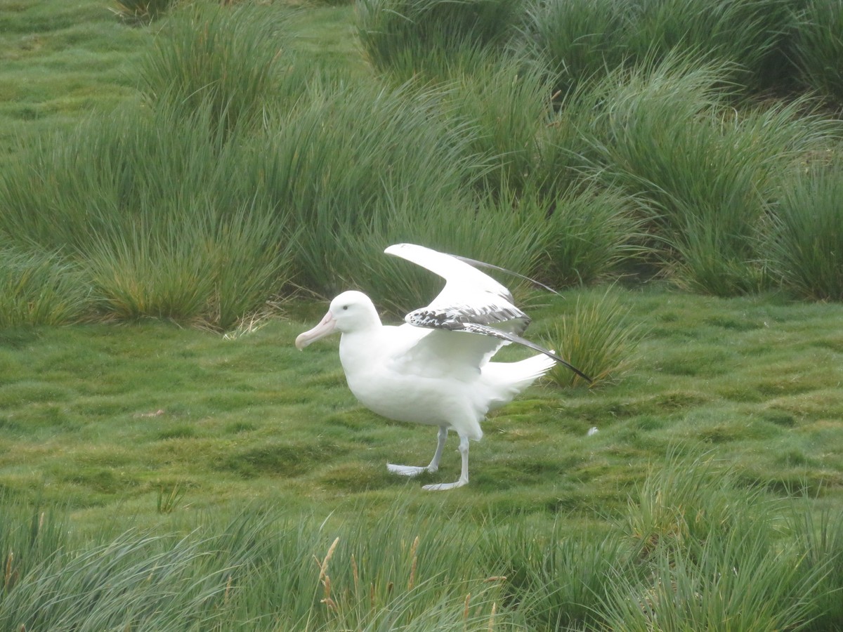 Snowy Albatross - ML614944659