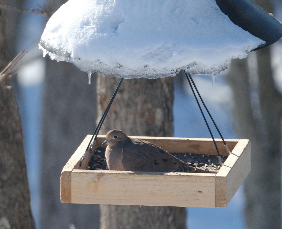 Mourning Dove - ML614944674