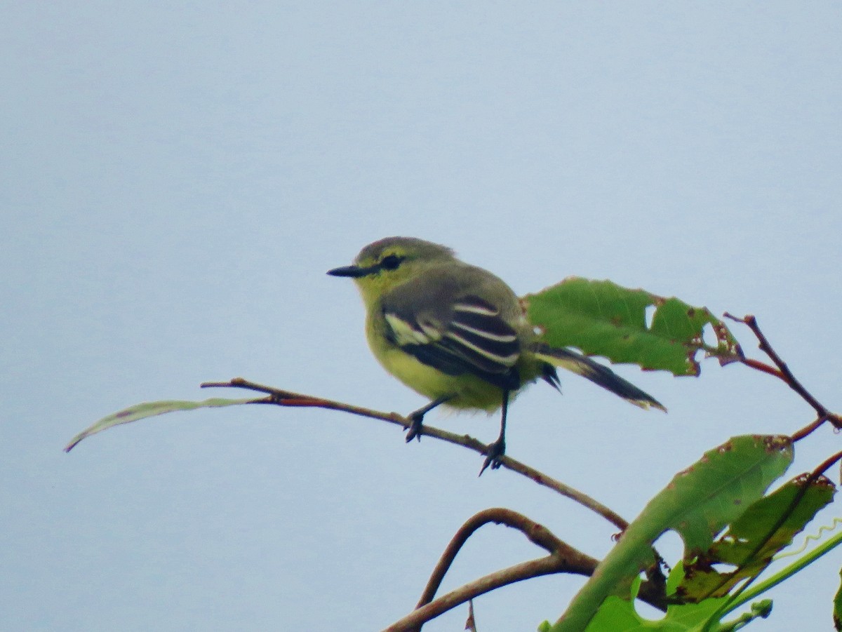 Lesser Wagtail-Tyrant - ML614944723