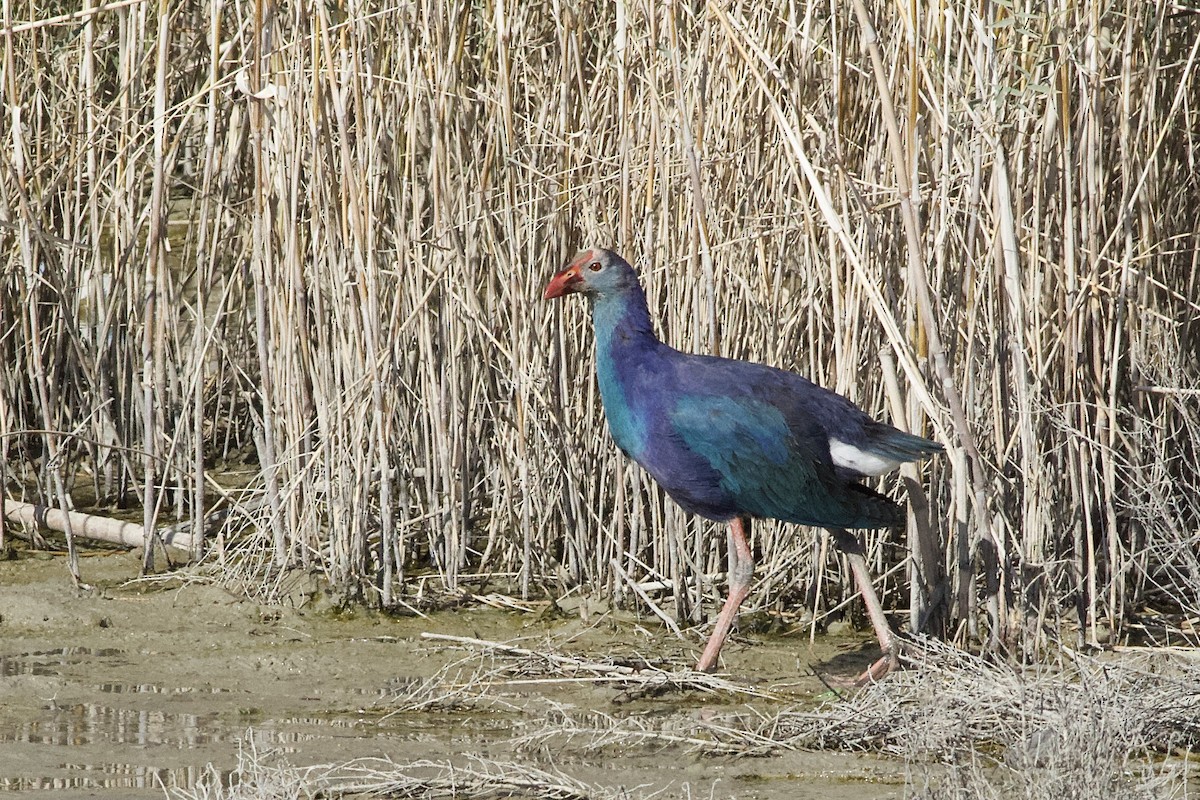 Gray-headed Swamphen - ML614944728