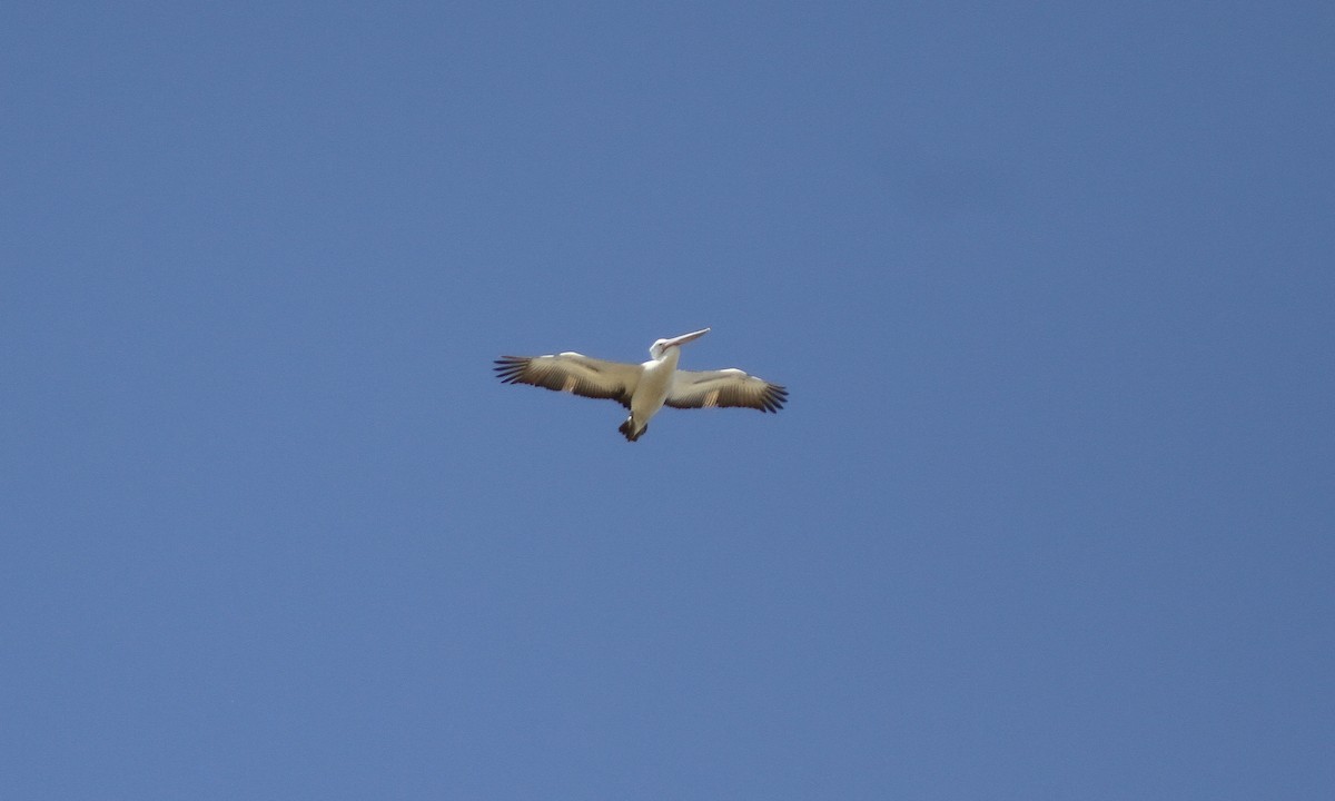 Австралийский пеликан - ML614944752
