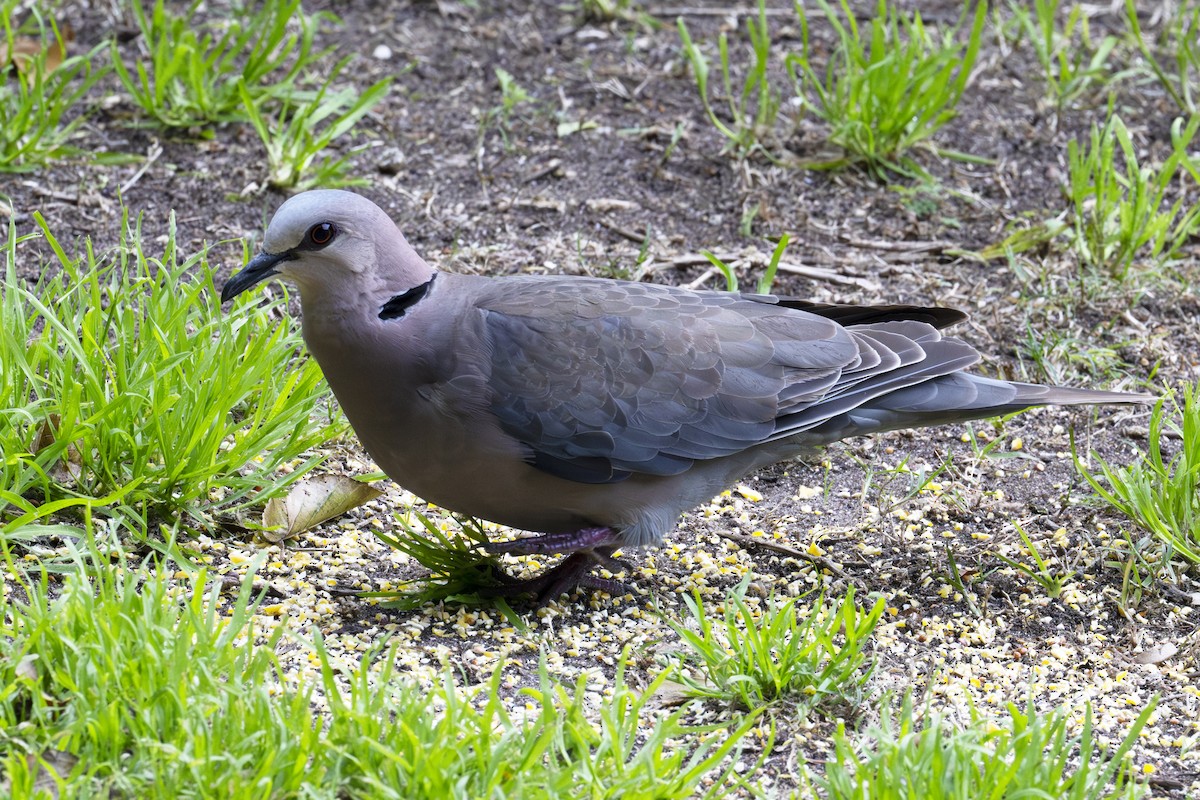 Red-eyed Dove - ML614944762
