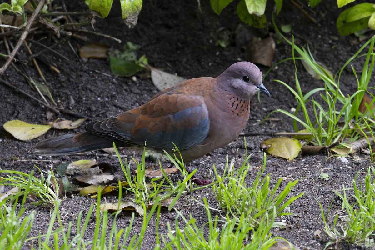 Laughing Dove - ML614944815