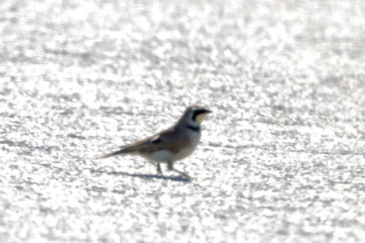 Horned Lark - ML614944845