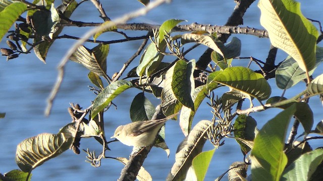 Mosquitero del Cáucaso - ML614944885