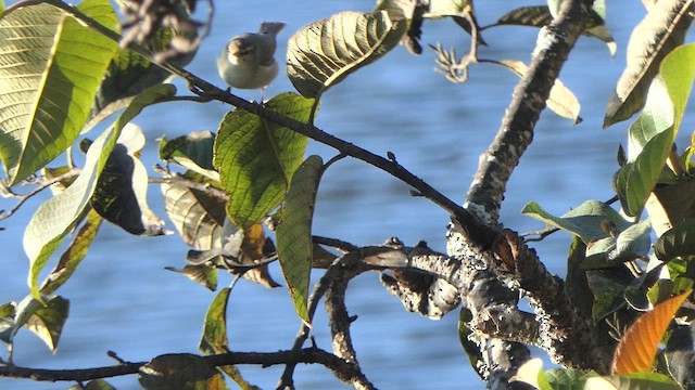 Mosquitero del Cáucaso - ML614944886