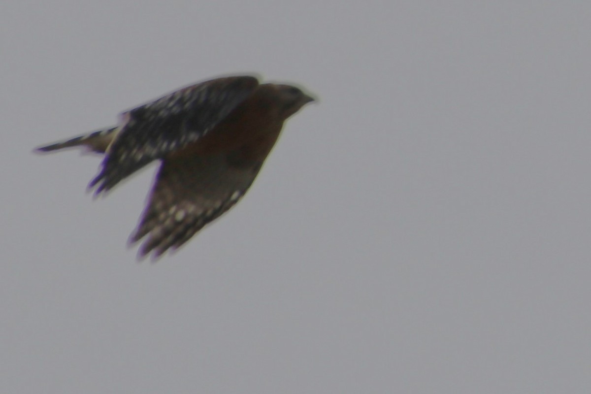 Red-shouldered Hawk - Betty Thomas