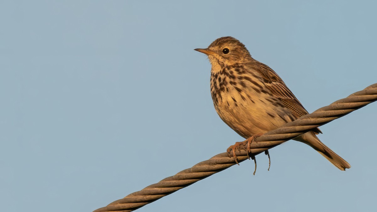 Meadow Pipit - ML614944955