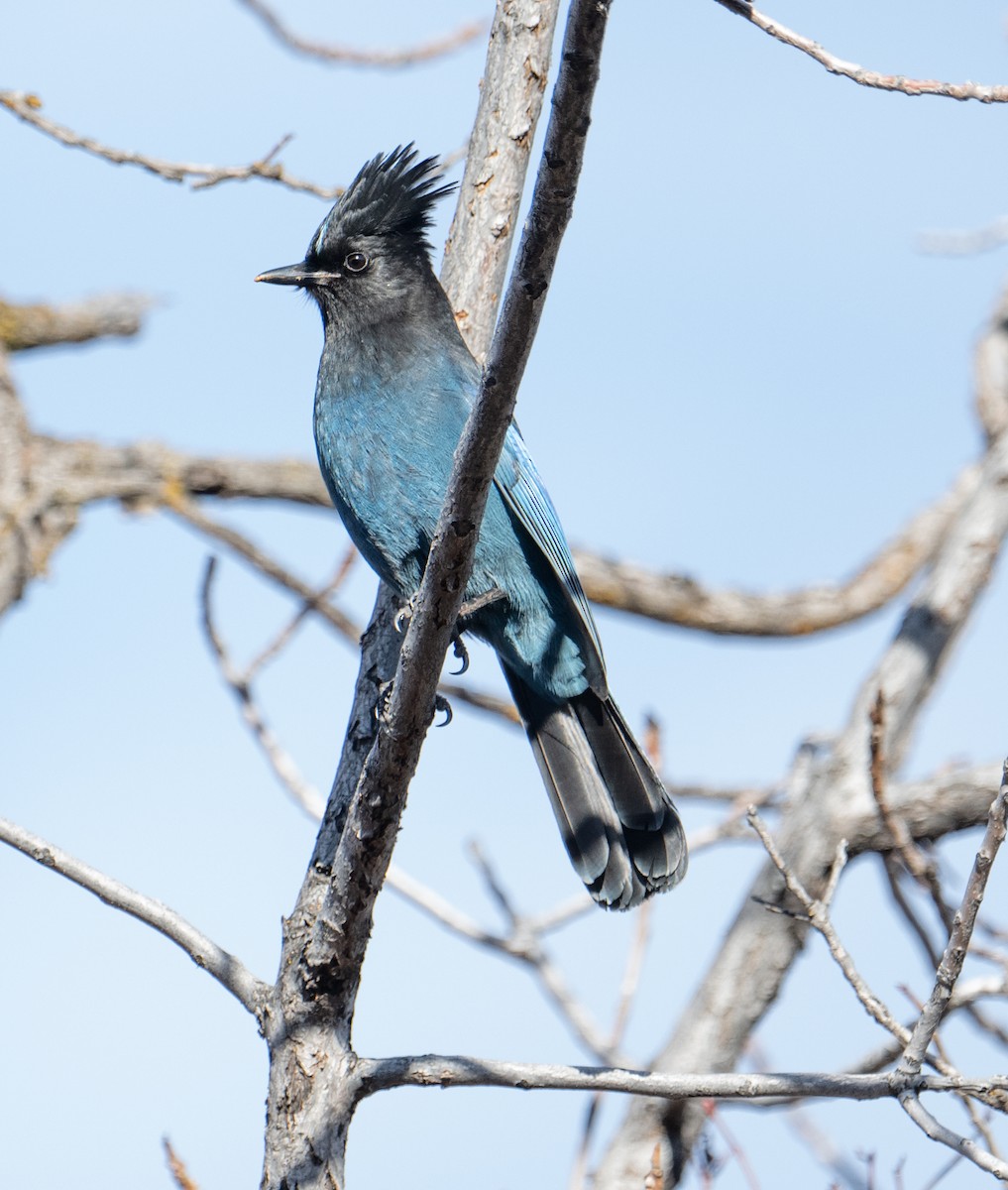 Steller's Jay - Terry Rich