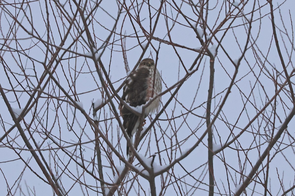 Sharp-shinned Hawk - Corey Finger