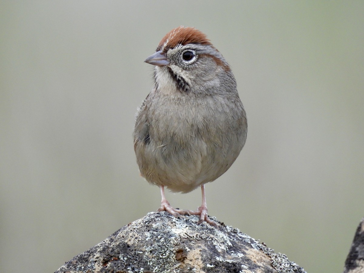 Rufous-crowned Sparrow - ML614945024