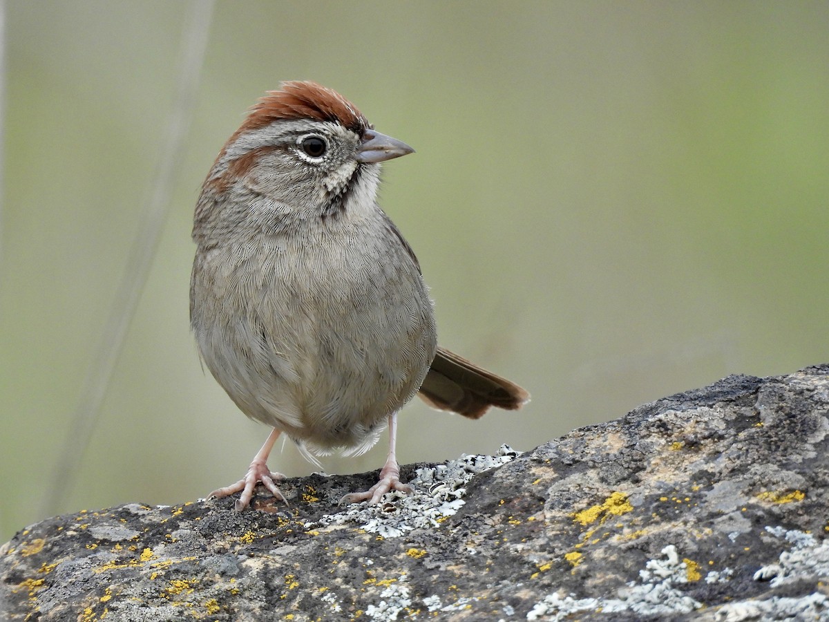 Rufous-crowned Sparrow - ML614945025