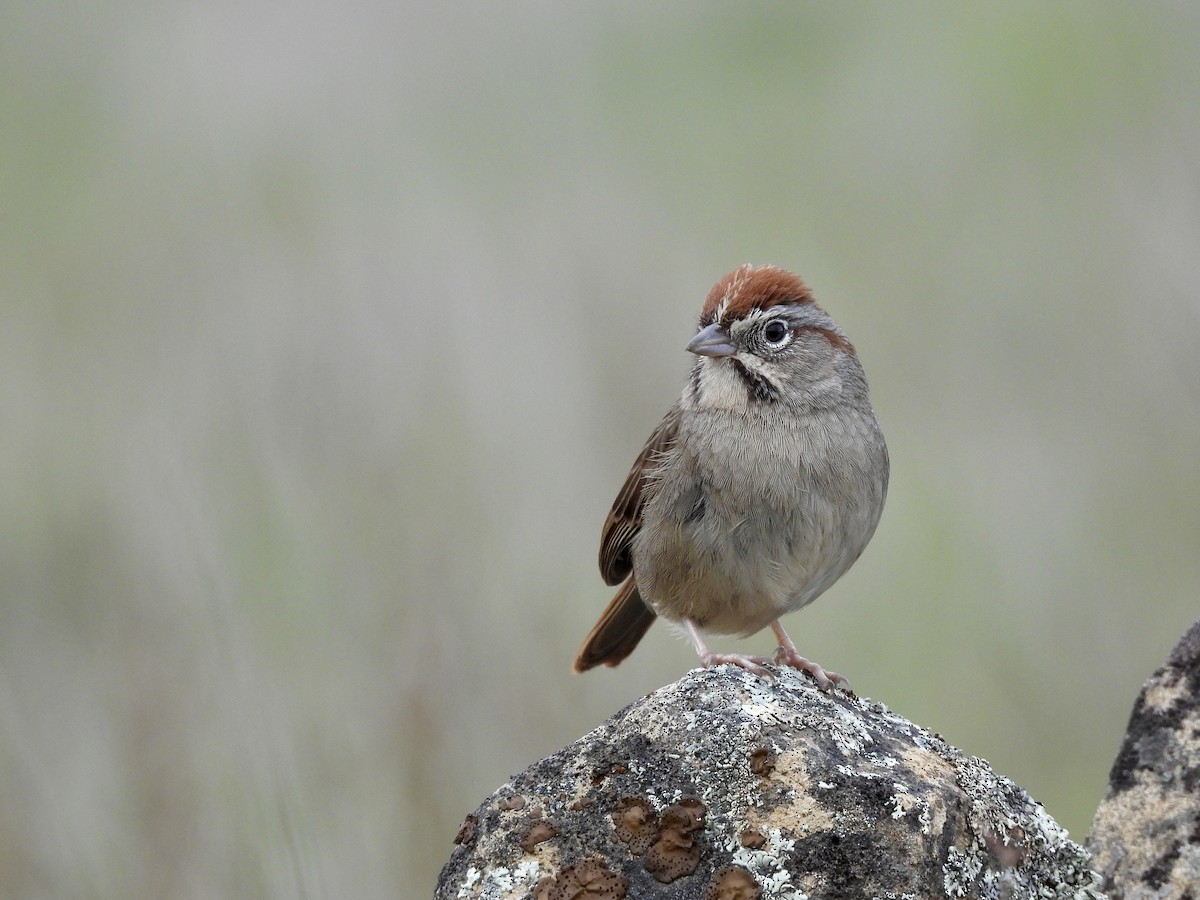 Rufous-crowned Sparrow - ML614945026