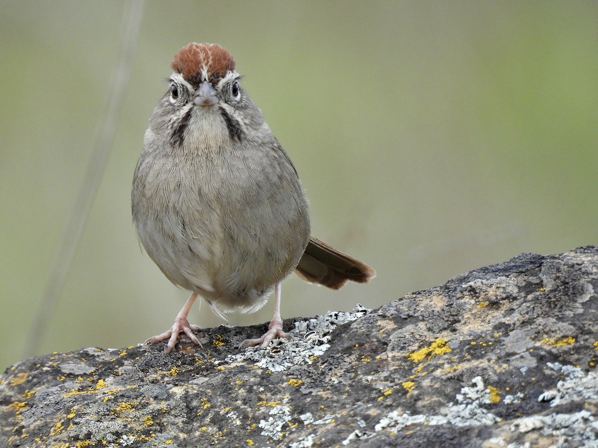 Rufous-crowned Sparrow - ML614945027