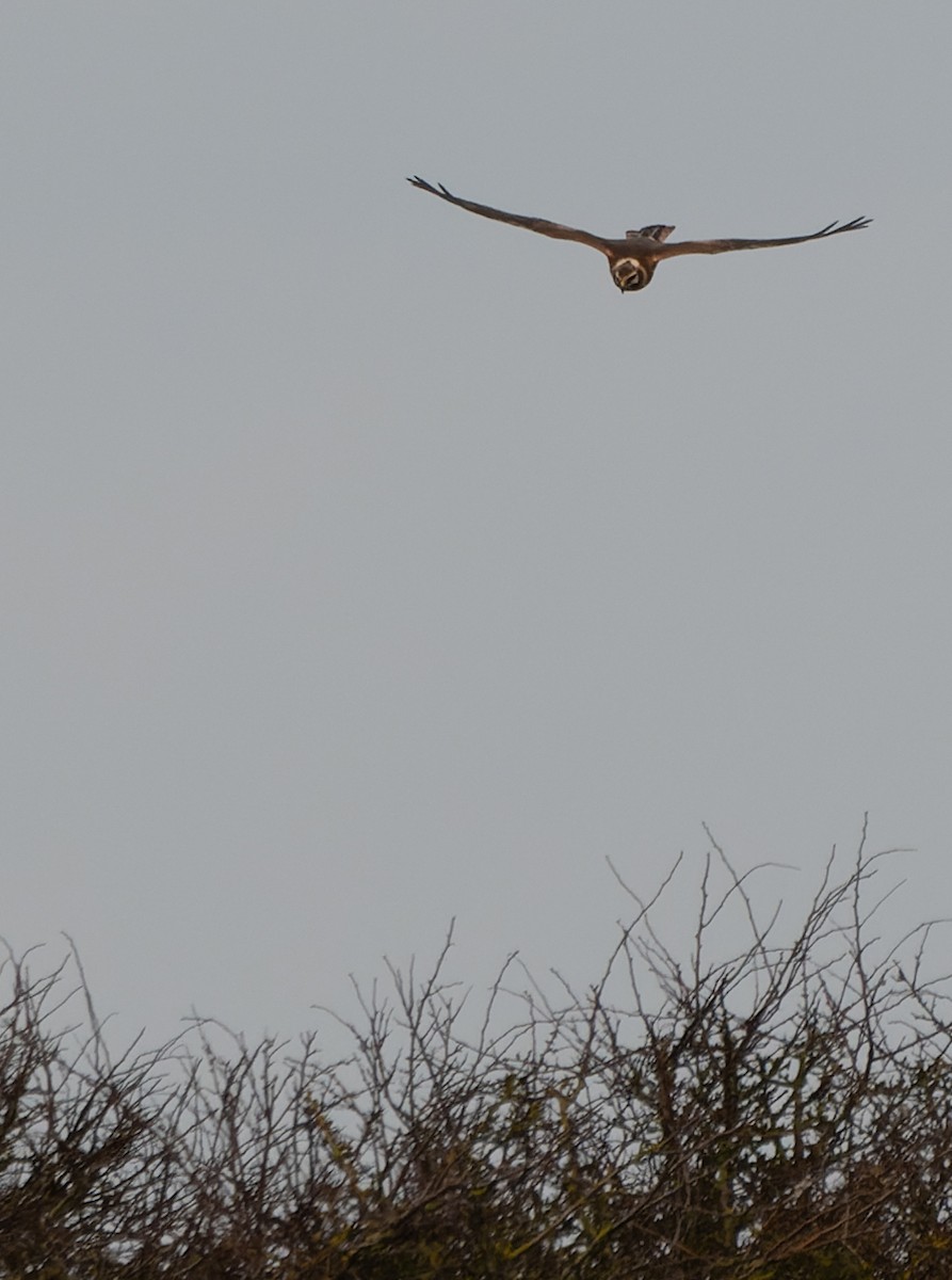 Pallid Harrier - Jacob Spinks