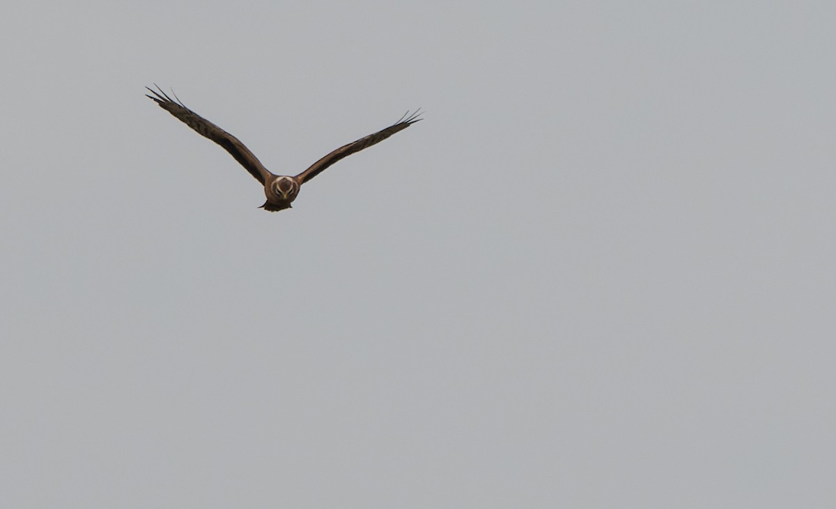 Pallid Harrier - Jacob Spinks