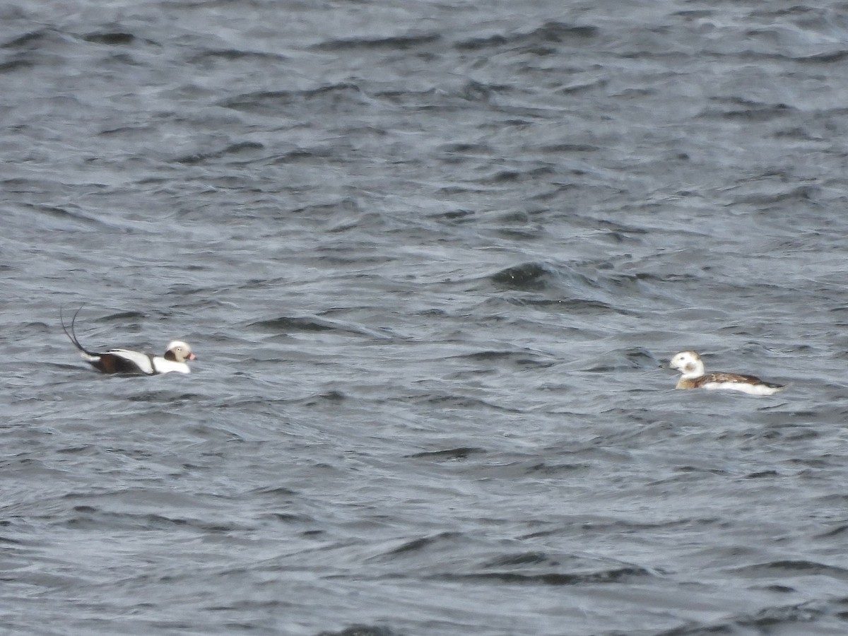 Long-tailed Duck - ML614945104