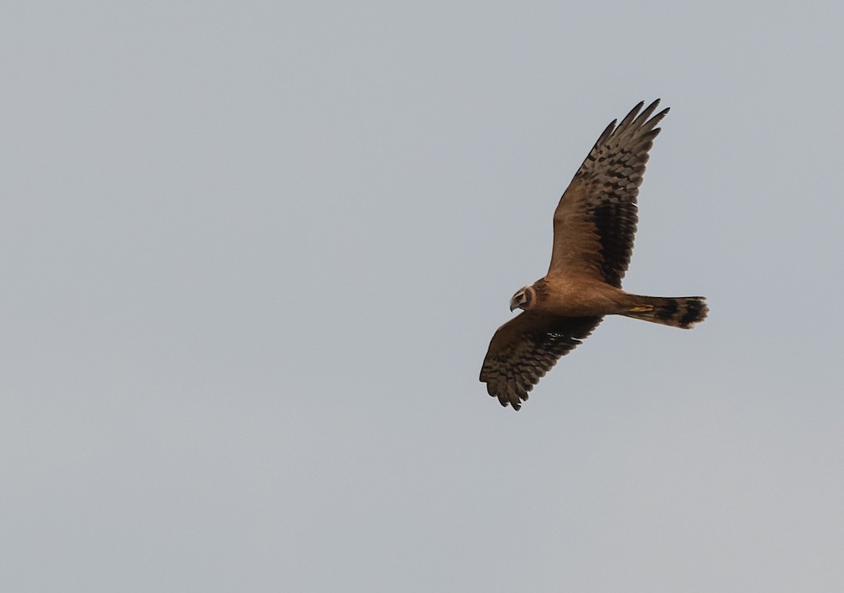 Pallid Harrier - ML614945121