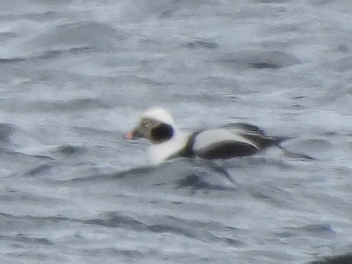 Long-tailed Duck - ML614945130