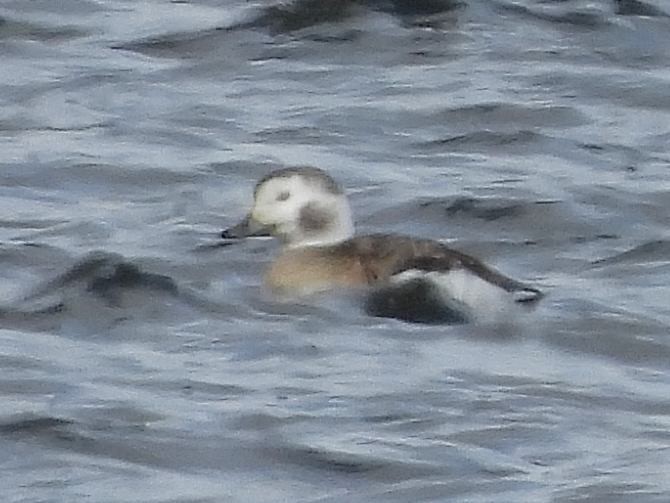 Long-tailed Duck - ML614945135