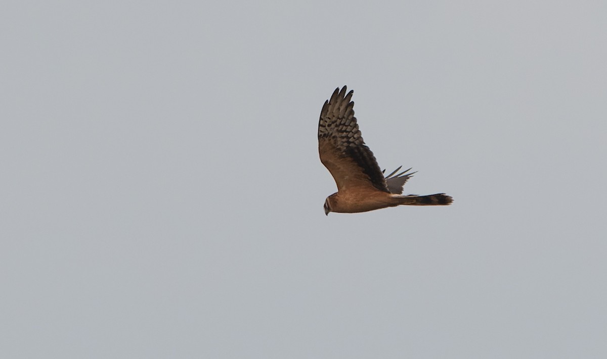 Pallid Harrier - Jacob Spinks