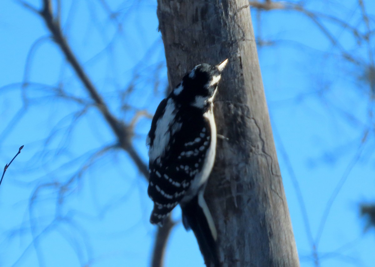 Hairy Woodpecker - ML614945204