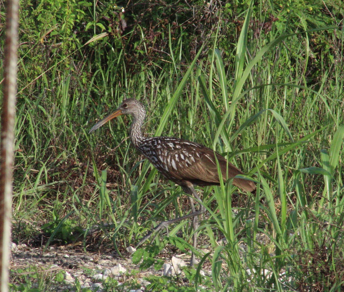 Limpkin - ML61494521