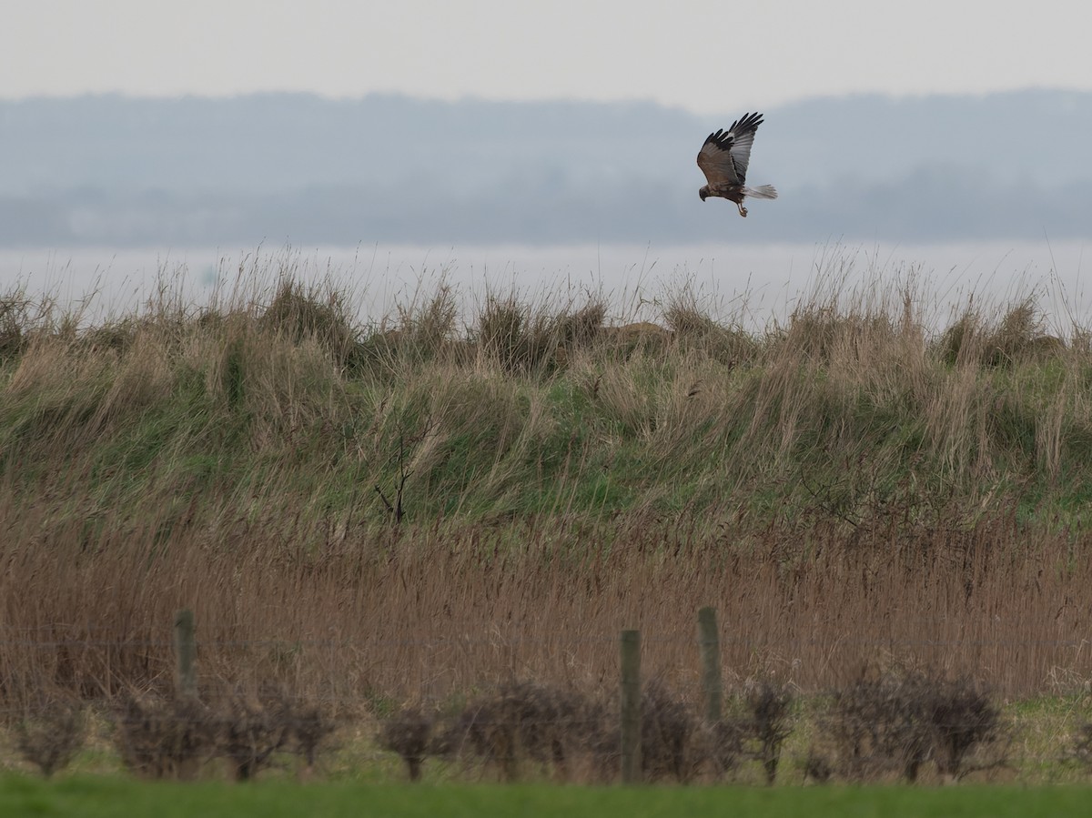 Western Marsh Harrier - Jacob Spinks