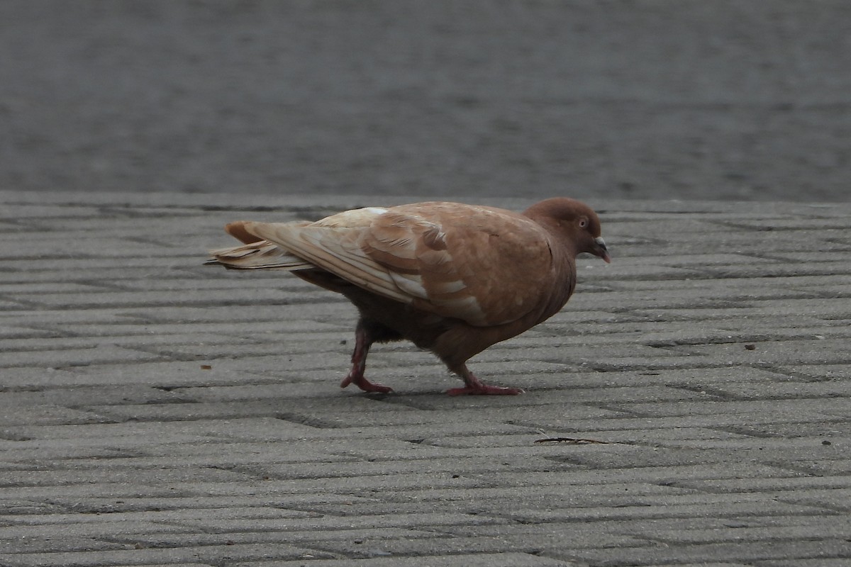 Rock Pigeon (Feral Pigeon) - ML614945255