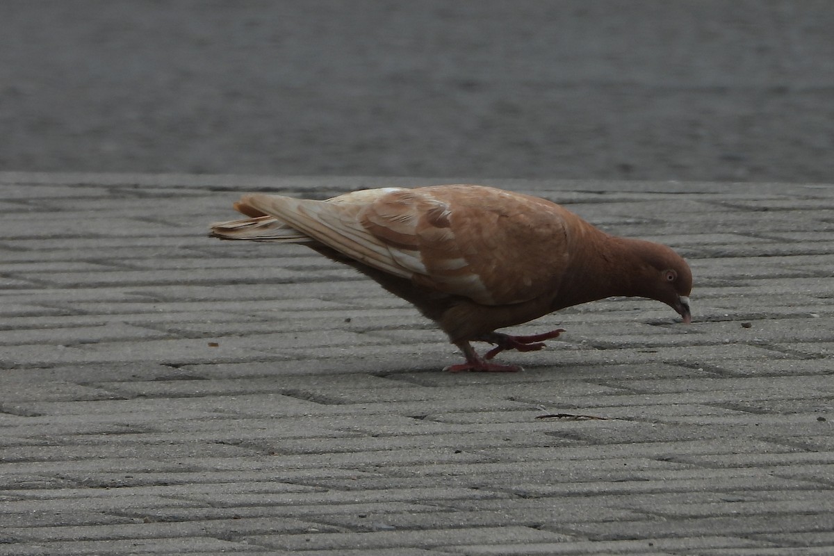 Rock Pigeon (Feral Pigeon) - ML614945256