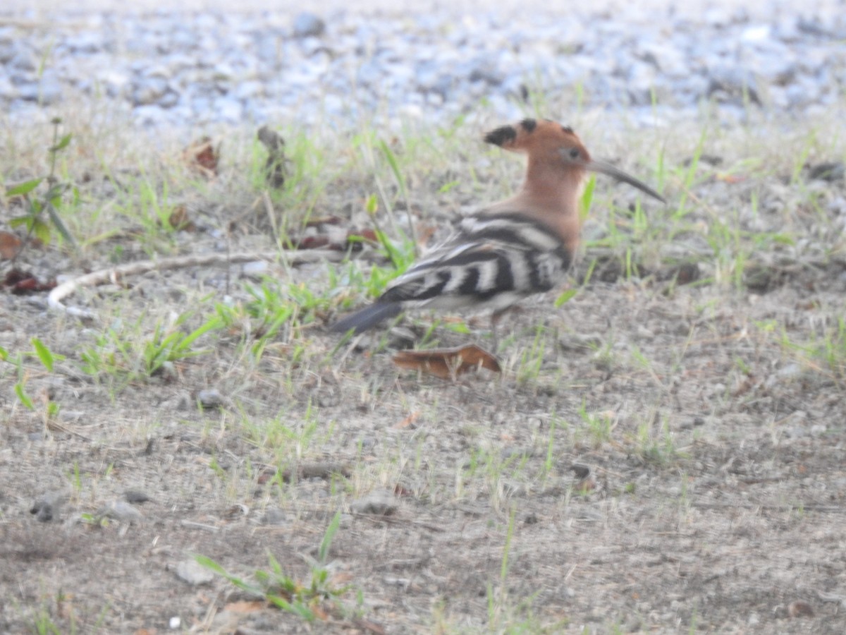 Eurasian Hoopoe (Eurasian) - Jacques Bélanger