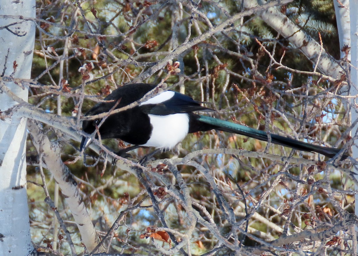 Black-billed Magpie - ML614945308