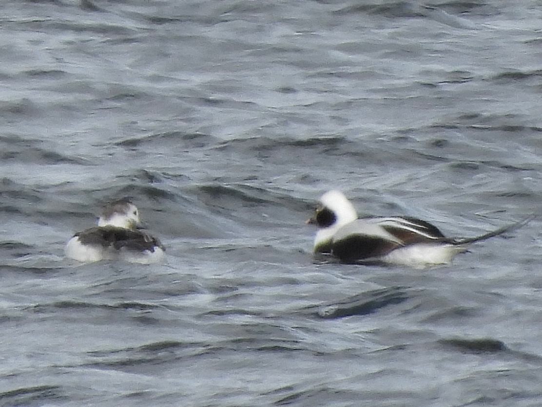 Long-tailed Duck - ML614945309