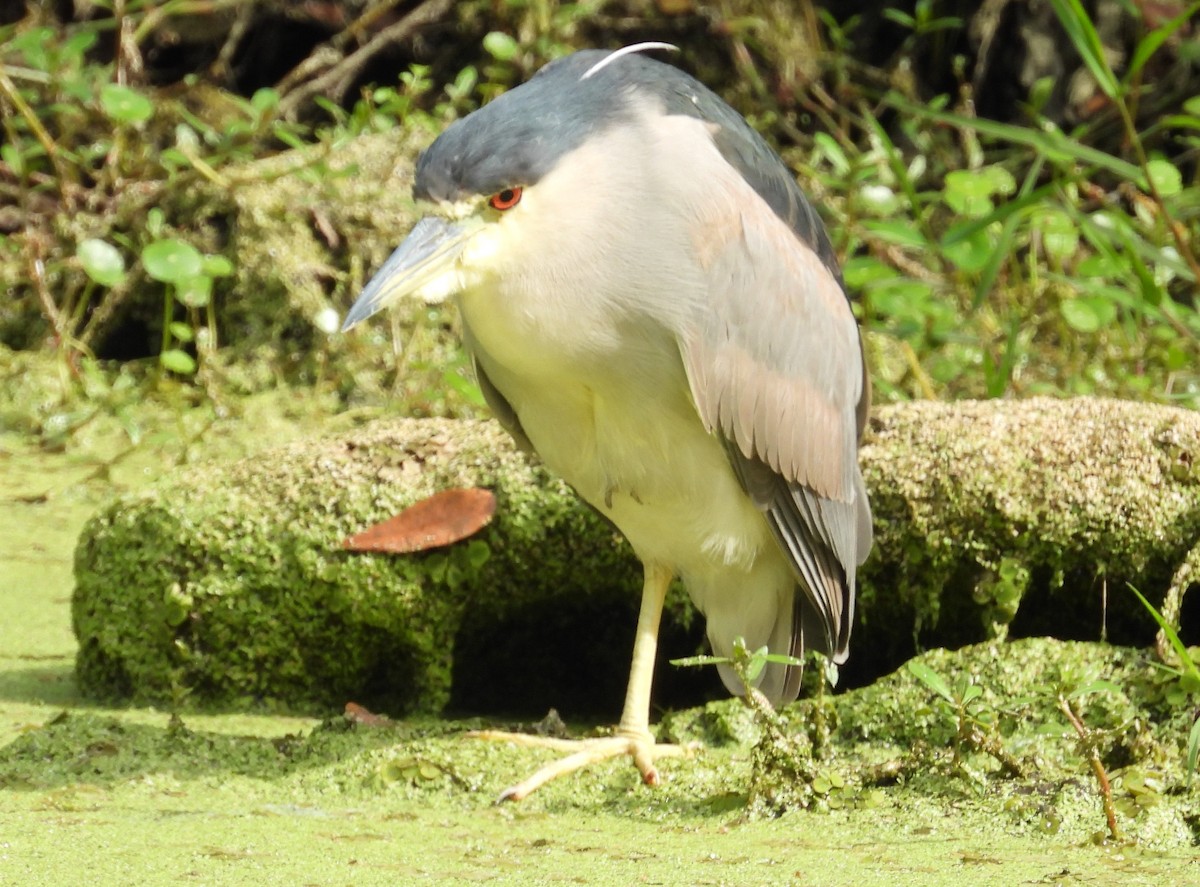 Black-crowned Night Heron - Kathy Springer