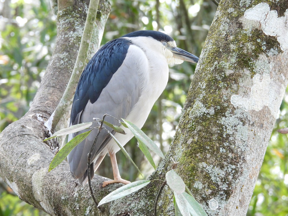 Black-crowned Night Heron - ML614945438