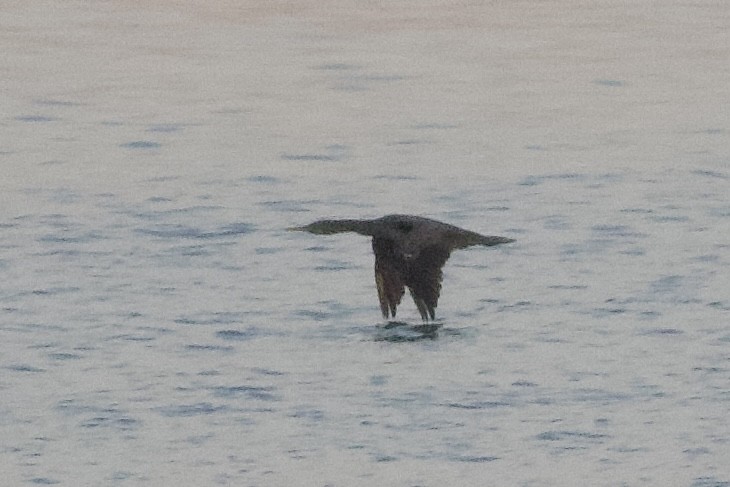 Socotra Cormorant - Brian McCloskey