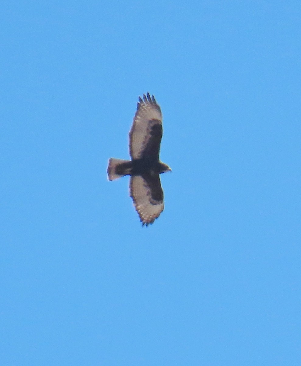 Red-tailed Hawk - Merri R