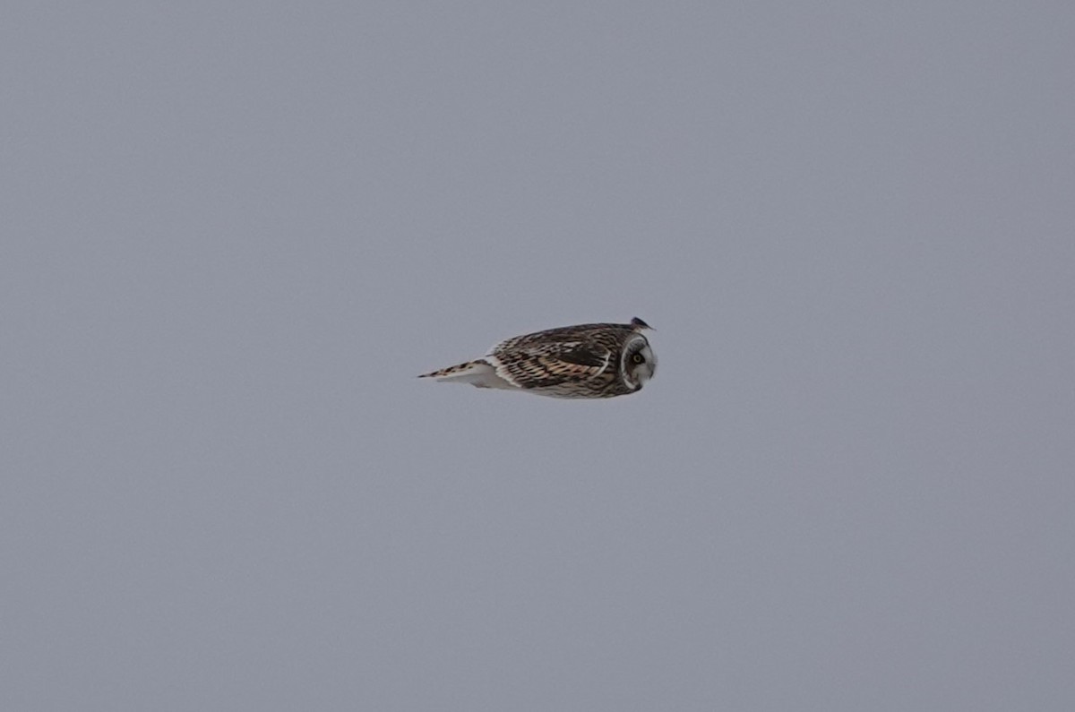 Short-eared Owl - ML614945581