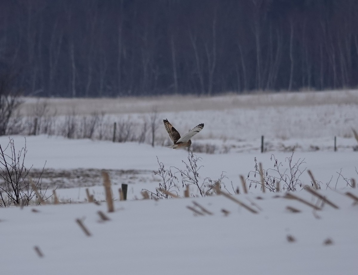 Short-eared Owl - ML614945583