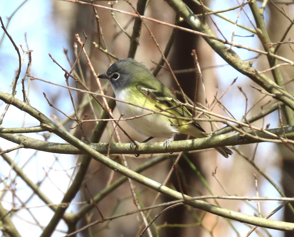 Blue-headed Vireo - ML614945587