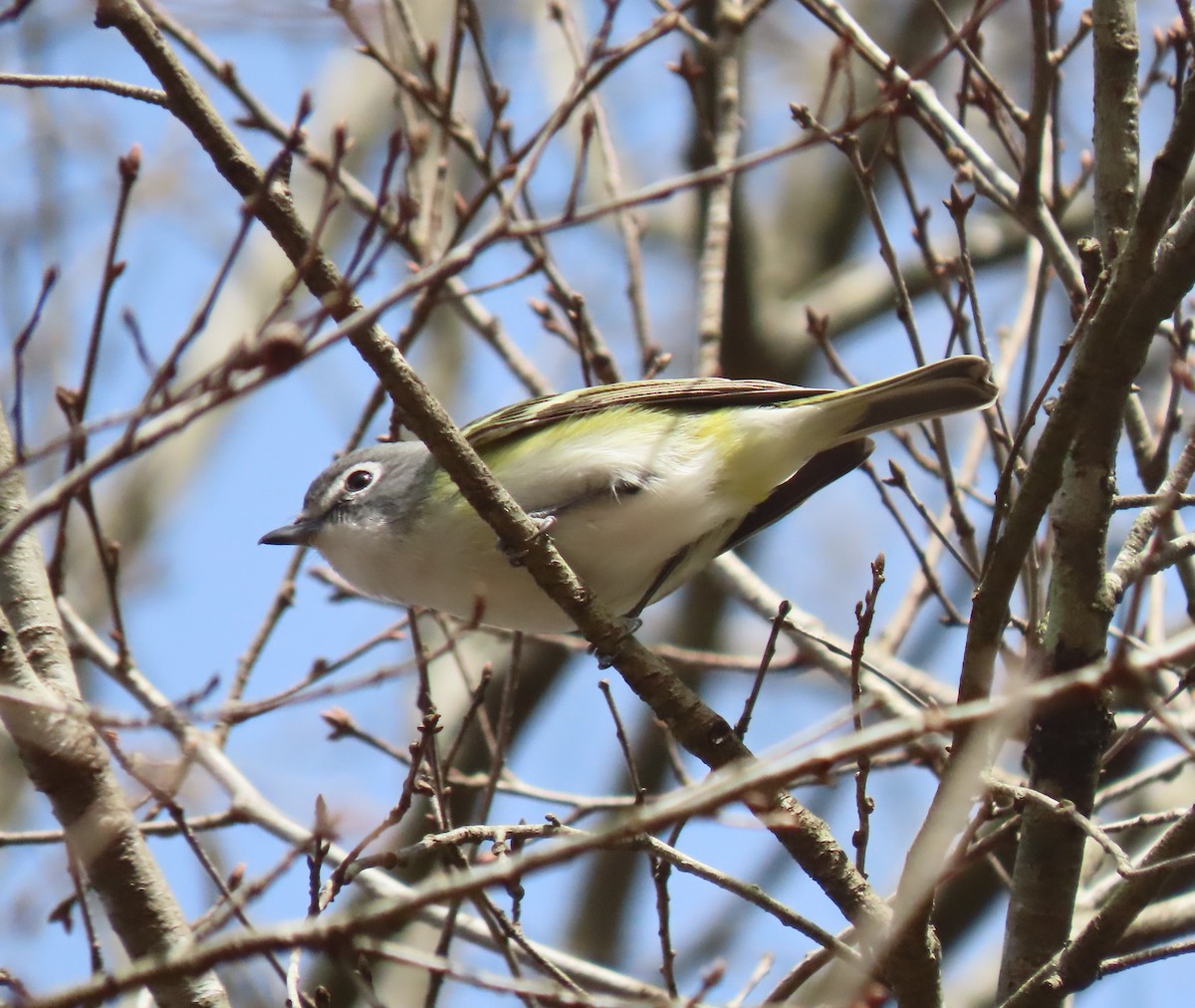 Blue-headed Vireo - ML614945588