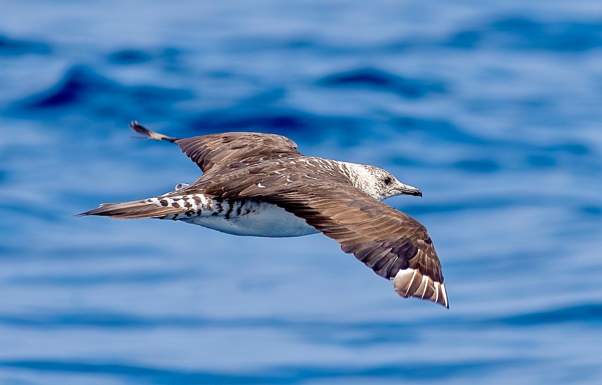 Parasitic Jaeger - ML614945591