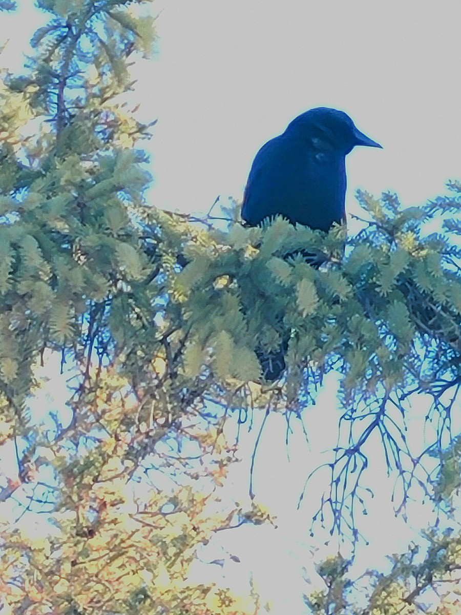 Common Raven - ML614945599